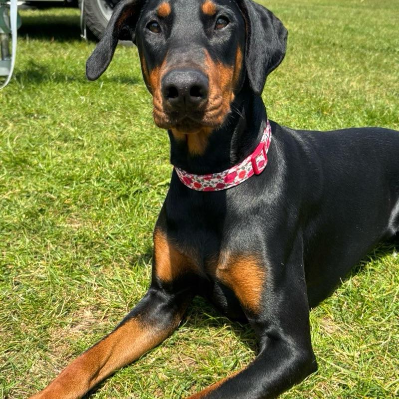English Rose Patterned Adjustable Dog Collar All Breeds Various Sizes